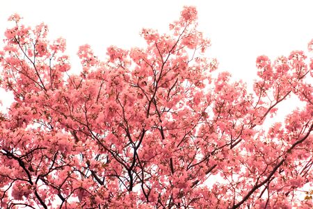 Pink trumpet tree on isolate white backgroundの写真素材