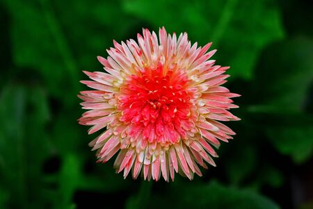 close up pink Flowerの写真素材