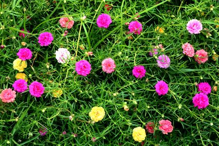 colorful flower in the gardenの写真素材
