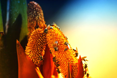 Bee eating pollen from palm trees