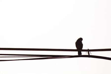silhouette birds on electric poleの写真素材