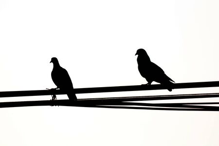 silhouette birds on electric poleの写真素材