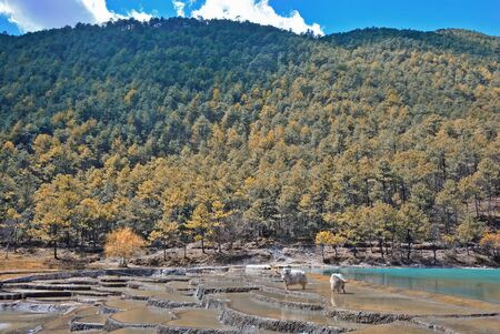 White yak stand on Baishuihe waterfall in front of Yulong or Jade Dragon Snow Mountain in the background, Lijiang, Chinaの写真素材