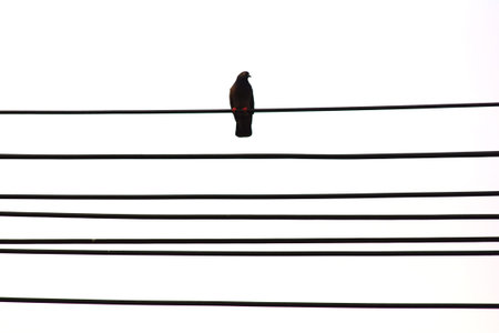 silhouette birds on electric poleの写真素材