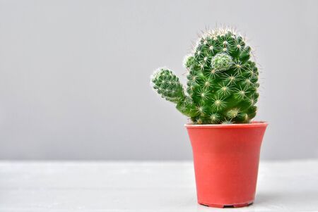 Cactus in a pot on white cement backgroundの写真素材