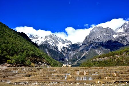 White yak stand on Baishuihe waterfall in front of Yulong or Jade Dragon Snow Mountain in the background, Lijiang, Chinaの写真素材
