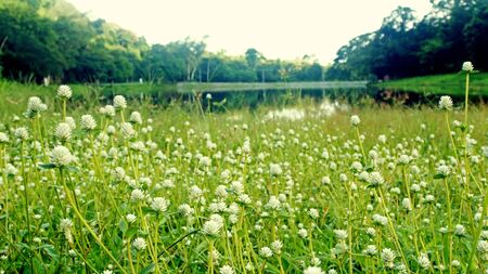 Grass flower in front of the lakeの写真素材