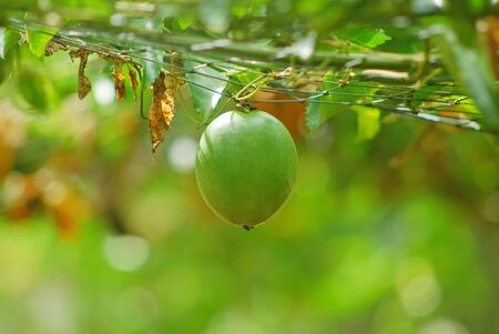 lots of raw and fresh passion fruit on the tree, passion fruit farmの写真素材