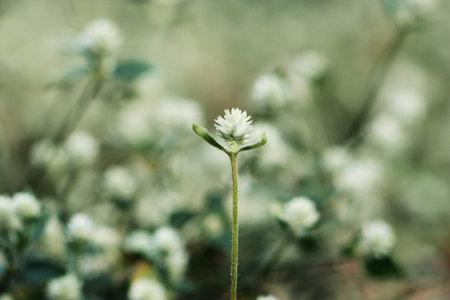 Flowers of Thymus mastichina. Small white flower on blurred backgroundの写真素材