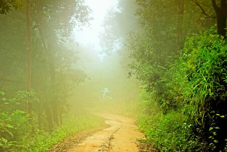 walk way and mist in forestの写真素材