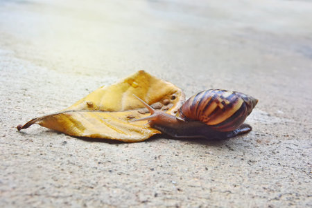 garden big snail on floorの写真素材