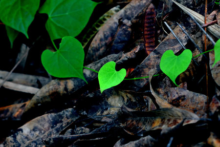 Heart shaped leaves