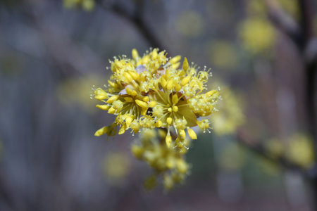 an image of a tree blossomの写真素材