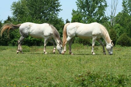 an image of two white horsesの写真素材