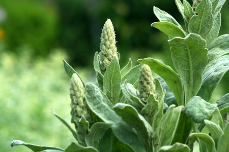 an image of Milkweed Buds