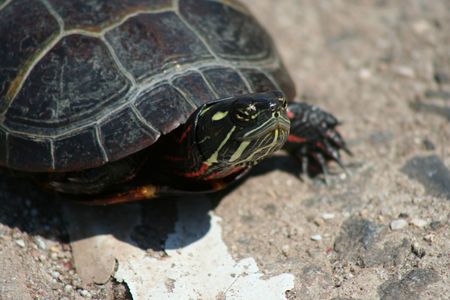 an image of a Painted Turtleの写真素材