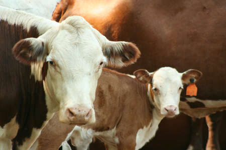 Cow and Calf in a pastureの写真素材