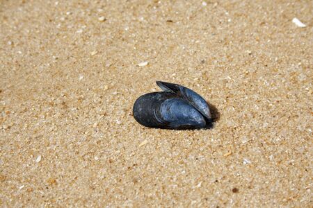 a Muscle shell on the sandの写真素材