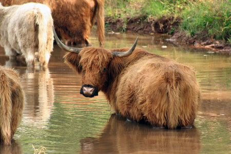 A Highland cow in the waterの写真素材
