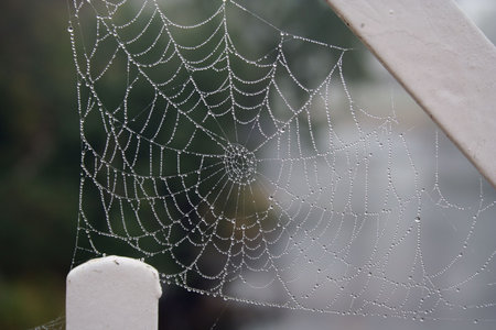 A Spider web with dew morning scene