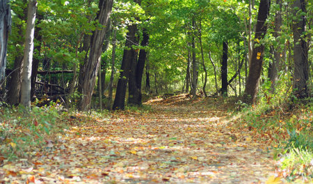 A Leaf covered path in the woods