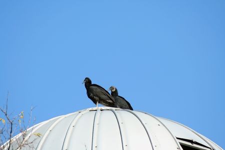 Two Black Vultures on a siloの写真素材