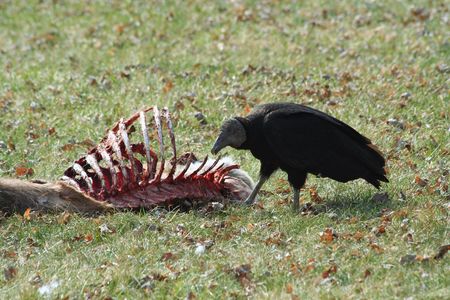 Black Vulture eating a deer carcassの写真素材