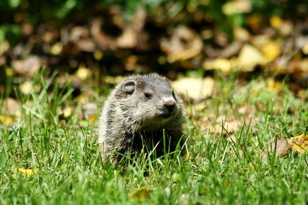 A  ground hog in the grassの写真素材