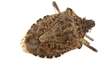 A Shield or stink bug isolated on white