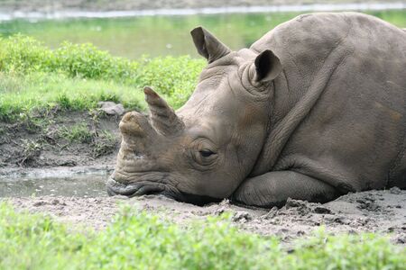 White Rhinoceros relaxin in the mudの写真素材