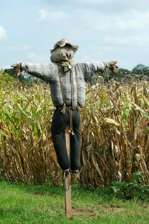 A Scarecrow protecting a corn fieldの写真素材