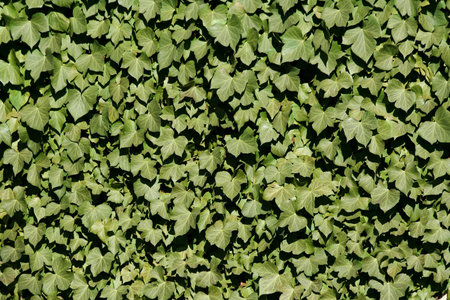 Green ivy on a wall background