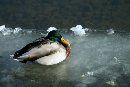 A Mallard duck on a frozen riverの写真素材
