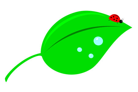 A ladybug on a green leaf with water dropletsのイラスト素材