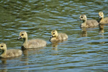 Some young  goslings swimming in a pondの写真素材