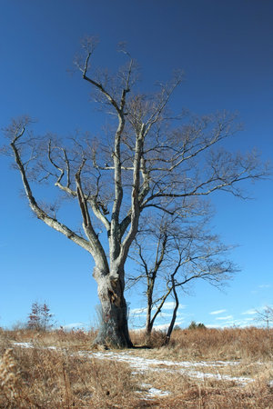 The Devils tree in Basking Ridge NJ