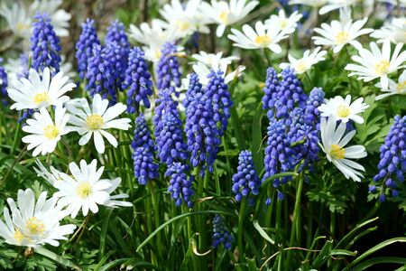 Some Grape Hyacinth plantsの写真素材