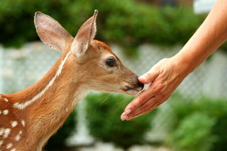 A Young fawn and human handの写真素材