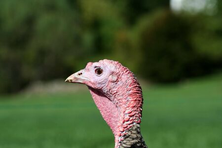 A close uup of a turkey headの写真素材