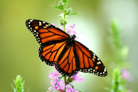 Monarch butterfly feeding on a flowerの写真素材