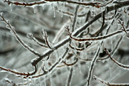 Some Ice coated tree branches