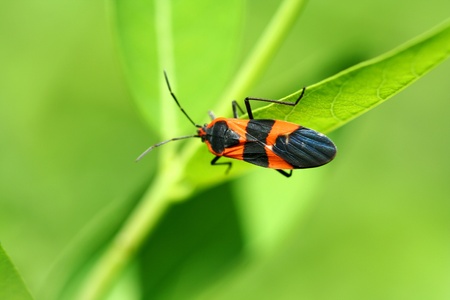 A Milkweed bug on a leafの写真素材