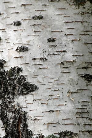 A White birch tree backgroundの写真素材