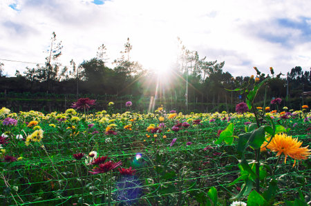 Sunset on Flowers