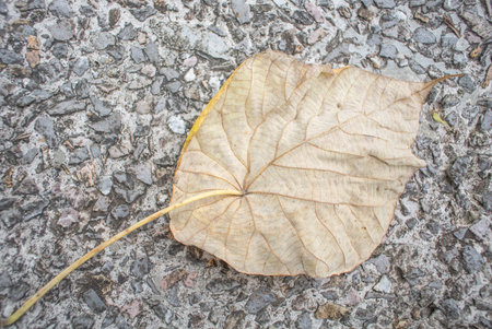 dry leaves