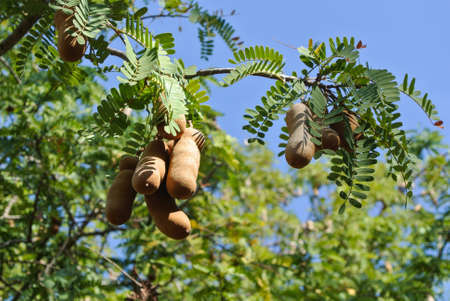 Tamarind tree in the gardenの写真素材