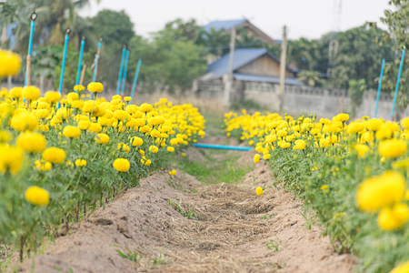 Beautiful marigold flowers in the fieldの写真素材