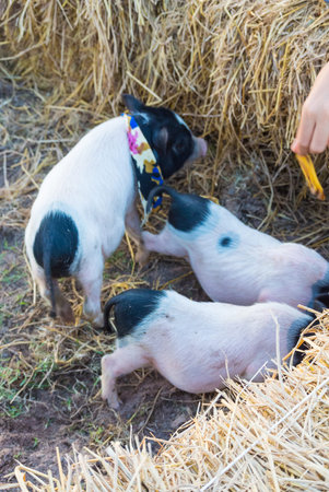 Cute little pig farm in the hot animals.