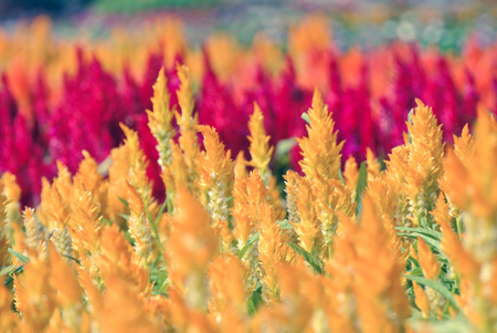 Vintage Flowers soft focust.の写真素材