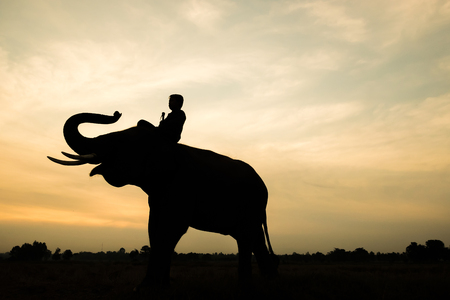 Elephant and man silhouette  during sunrise in the morning.の写真素材